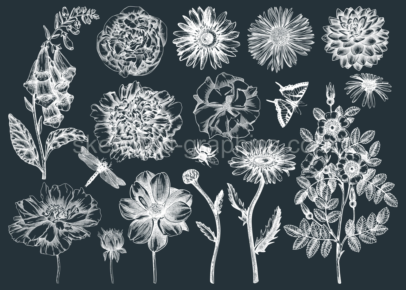 Hand-sketched flower illustrations collection. Vintage summer florals drawing set. Detailed and elegant garden plant on chalkboard. Botanical elements in engraved style. Illustration